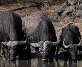 bufallos drinking from pool